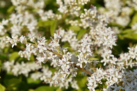 花樹種類|「庭木・花木」植物一覧（条件から探す）｜図鑑検索｜みんなの 